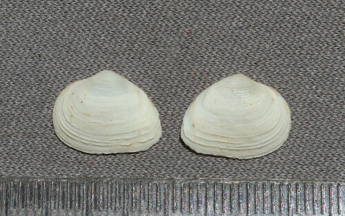 Cumingia lamellosa, 2000-05-27