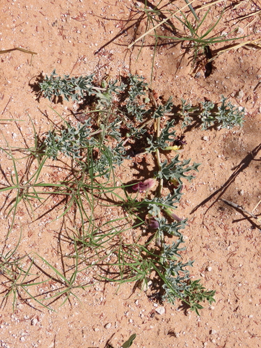 Image of Harpagophytum procumbens by no rights reserved