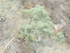 Pinus maximartinezii