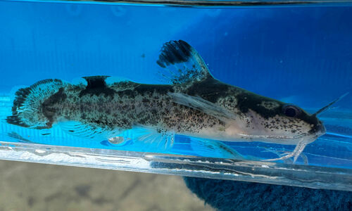 Brindled Madtom