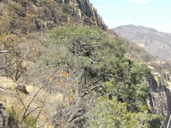 Pinus maximartinezii