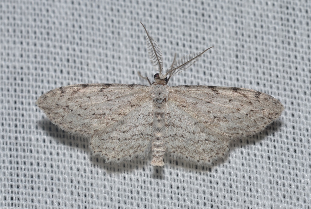 Pimaphera sparsaria