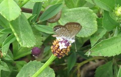 Brephidium pseudofea