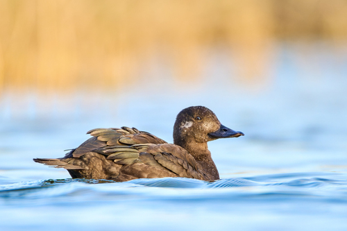 Velvet Scoter, photo 9 of 10