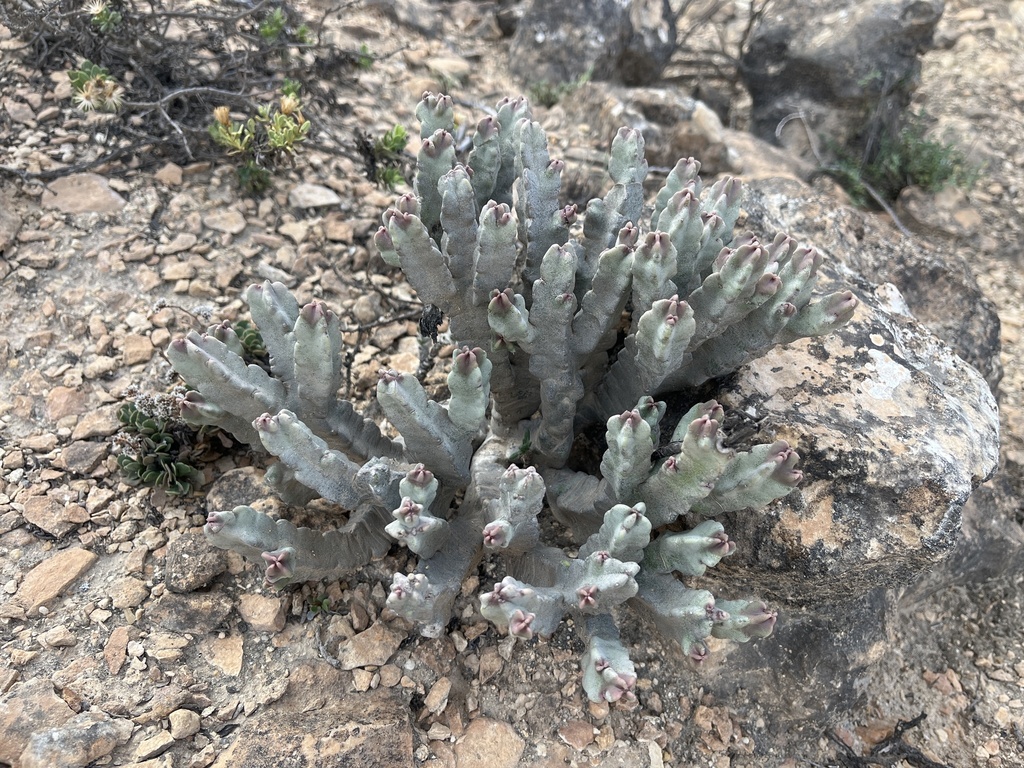 Desmidorchis flava