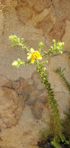 Image of Deinandra minthornii by no rights reserved