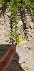 Deinandra minthornii