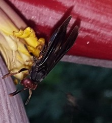 Polistes erythrocephalus