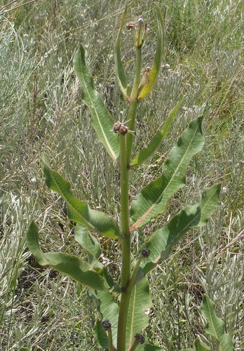 Image of Xysmalobium undulatum by (c) Nicola van Berkel, some rights reserved (CC BY-SA)
