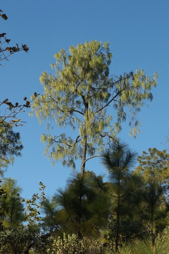 Pinus luzmariae (Pinus luzmariae)