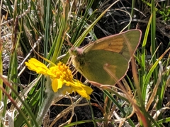 Colias meadii