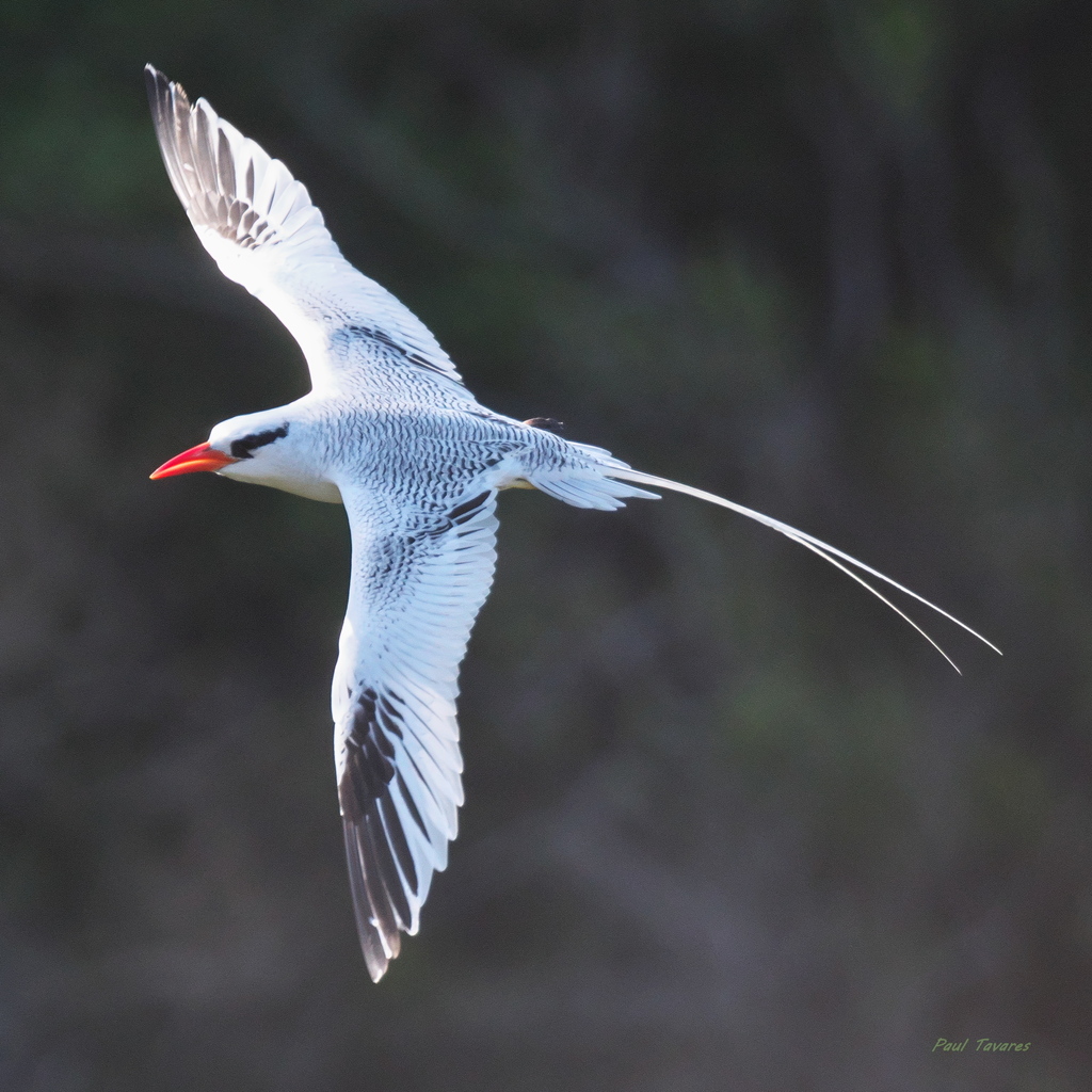 Tropicbirds