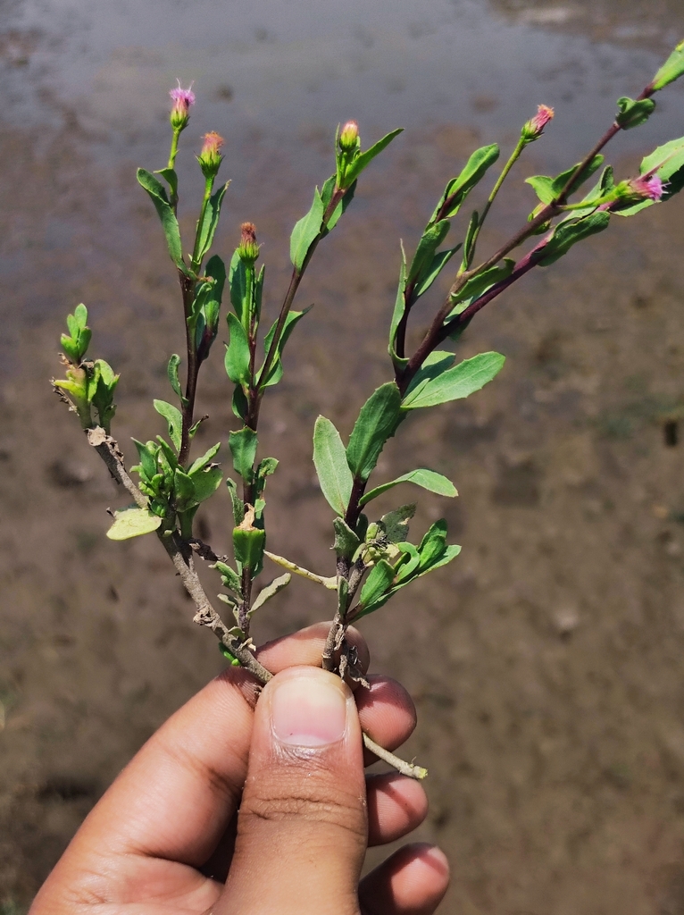 Blumea obliqua (Blumea obliqua)