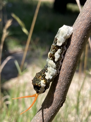 Astyalus Swallowtail photo 2