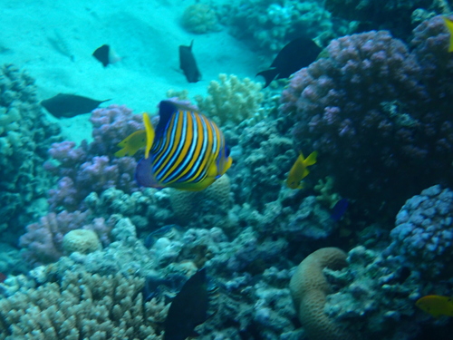 Regal Angelfish — seen at this dive site