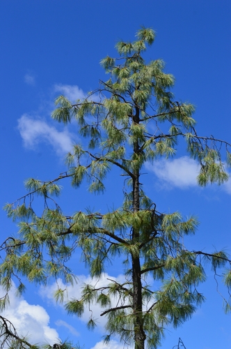 Pinus luzmariae (Pinus luzmariae)