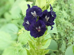 Stachytarpheta orubica, photograph author not stated, no rights reserved