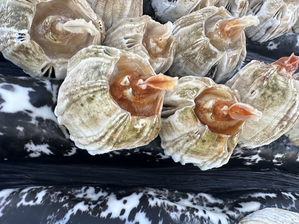 Coronula diadema