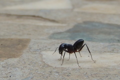 Camponotus compressus