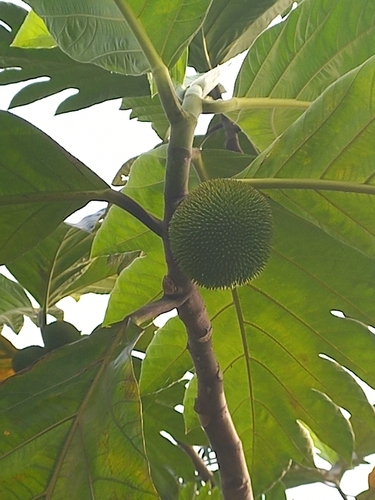 Breadfruit