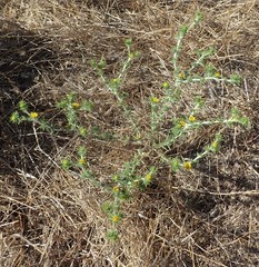 Centromadia parryi congdonii