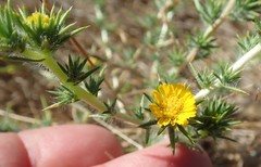 Centromadia parryi congdonii