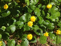 Ficaria verna ficariiformis