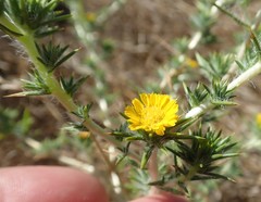 Centromadia parryi congdonii