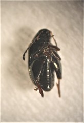 Psylliodes brettinghami