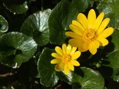 Ficaria verna ficariiformis