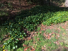 Ficaria verna ficariiformis