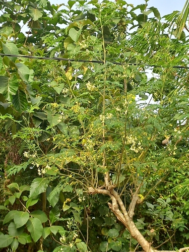 Moringa tree