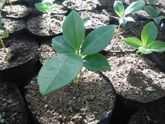Magnolia ekmanii
