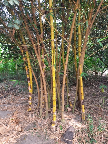 common bamboo