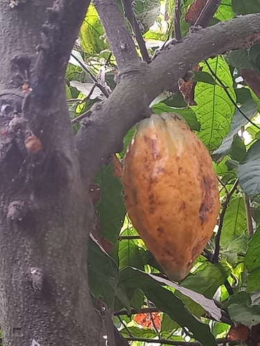 cacao tree