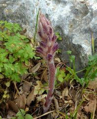 Orobanche pubescens
