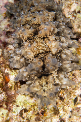 Stichopus monotuberculatus