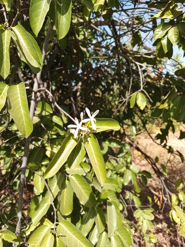 Saba senegalensis