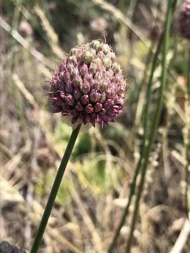 Round-headed Leek