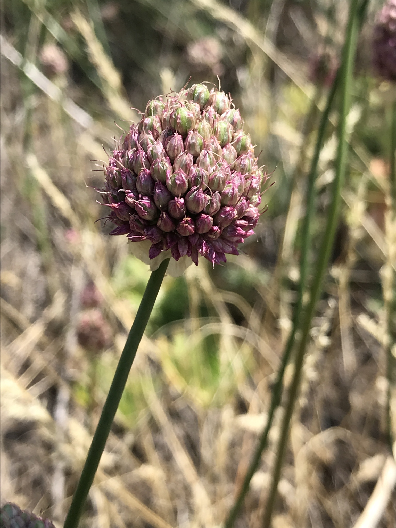 Nine west allium on sale