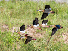 Brazilian Teal photo 6