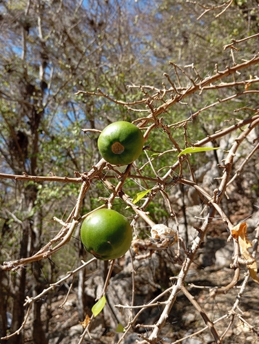Leuenbergeria marcanoi (Leuenbergeria marcanoi)
