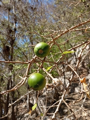 Leuenbergeria marcanoi