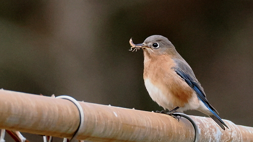Eastern Bluebird photographed in North Carolina