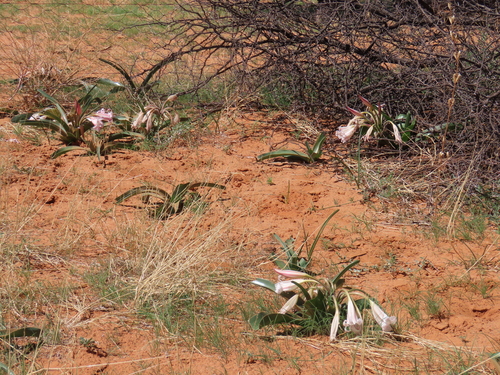 Image of Crinum crassicaule by no rights reserved