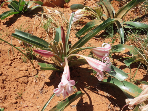 Image of Crinum crassicaule by no rights reserved