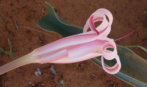 Image of Crinum crassicaule by no rights reserved
