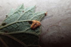 Puccinia urticata