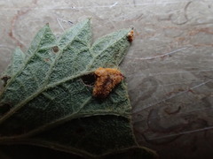 Puccinia urticata