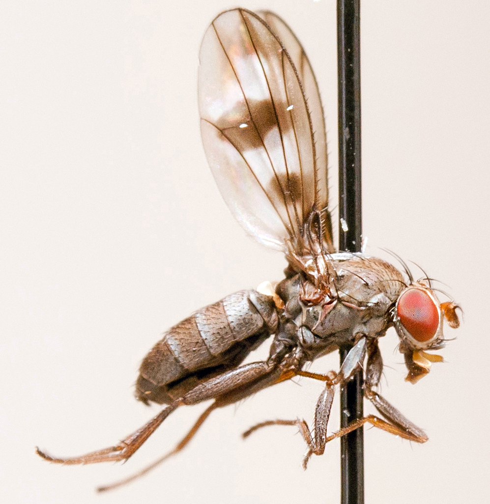 Diastatidae